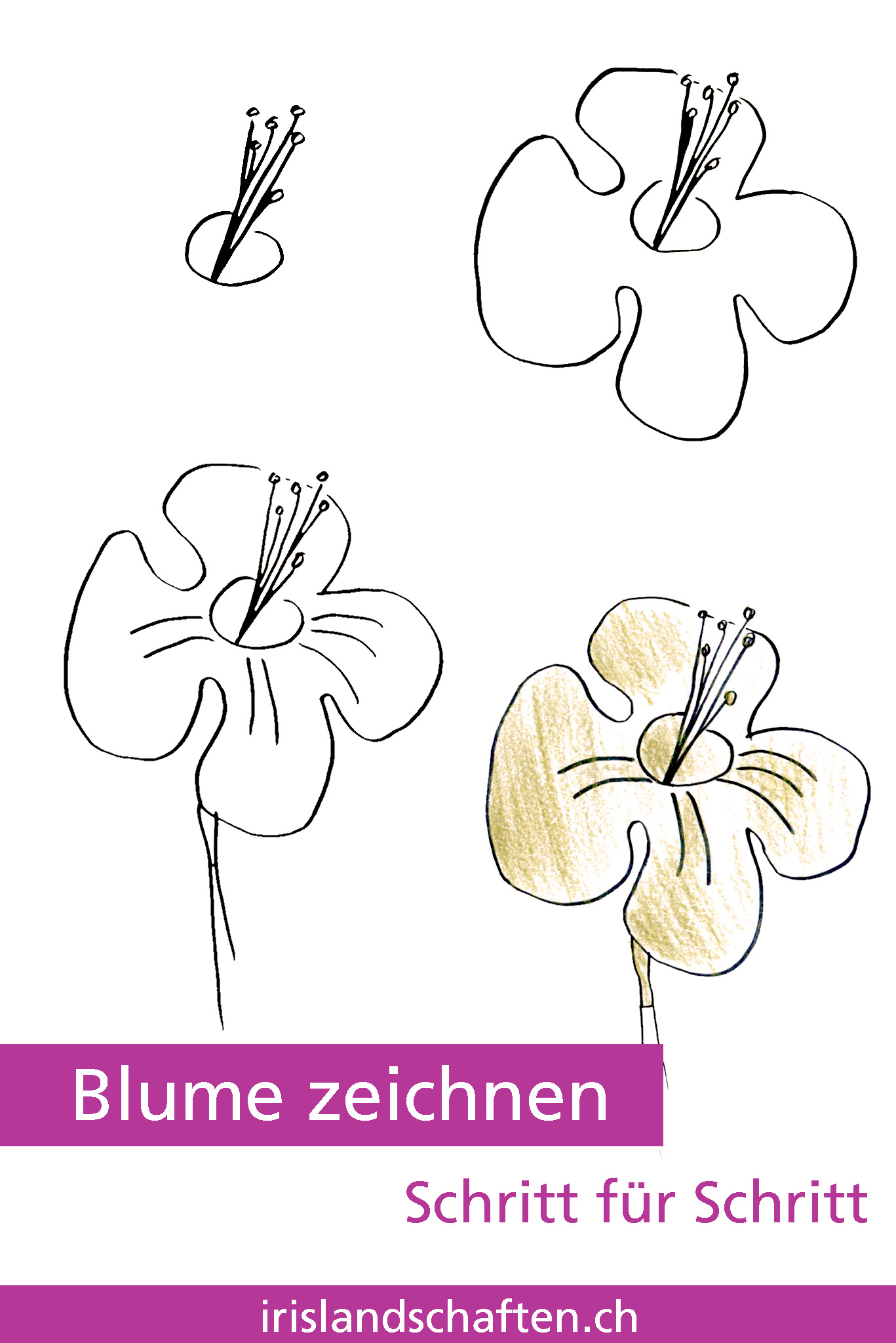 Blumen zeichnen Schritt für Schritt - irislandschaften.ch